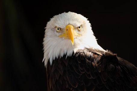 Andreas Wedel Tierfotografie + Film, Andreas Wedels Animal World